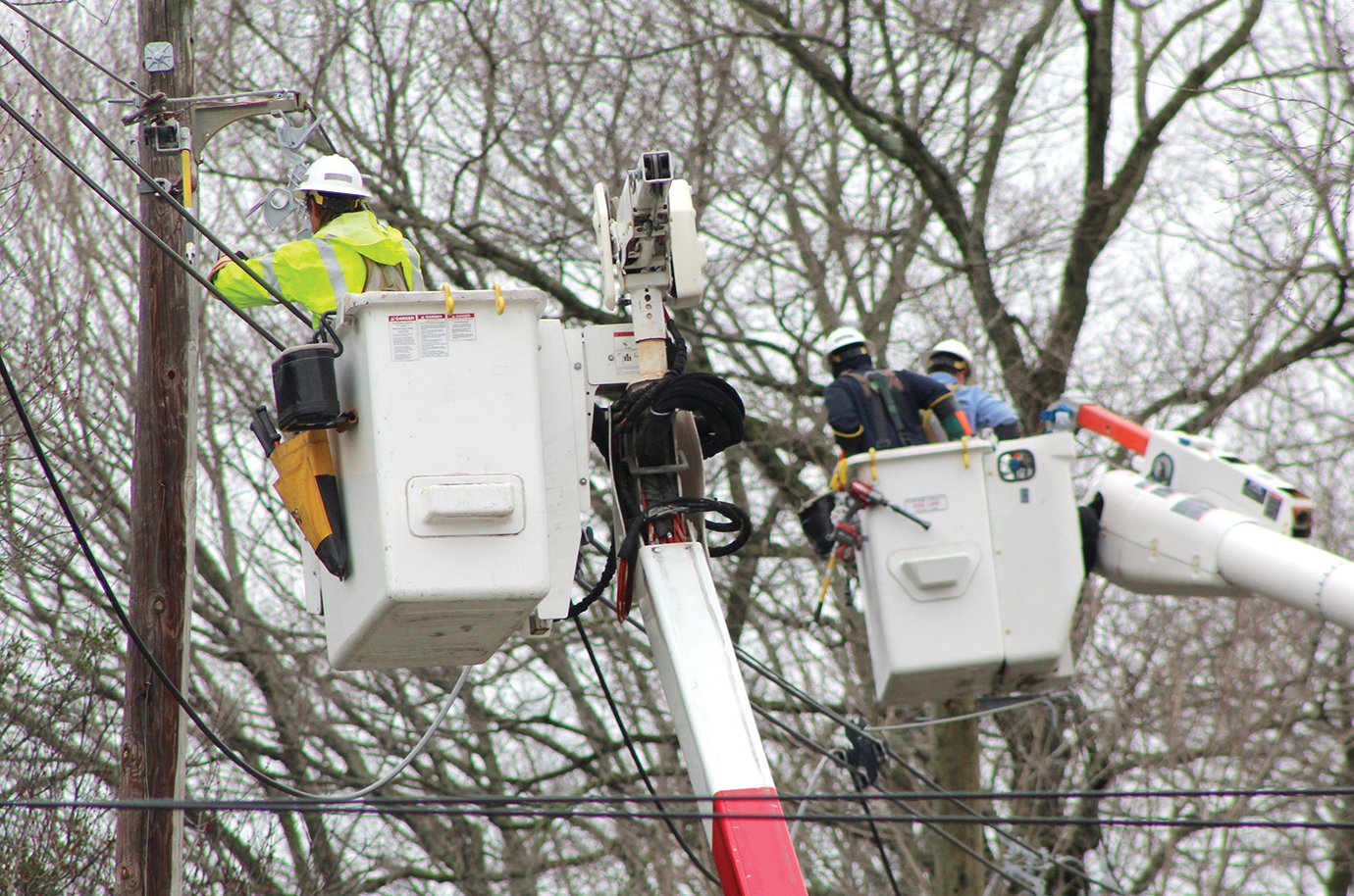 CELP Manager Phillip Goode said five spans of power lines were taken out by a single tree Tuesday morning.