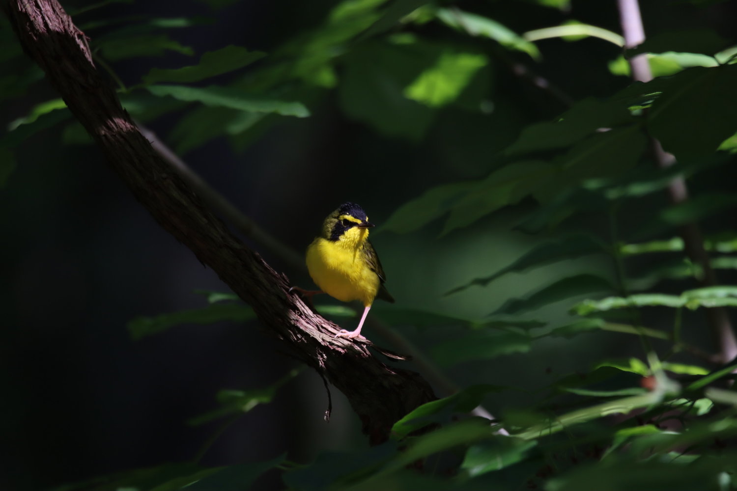A Kentucky Warbler rests on a branch at Shades State Park.