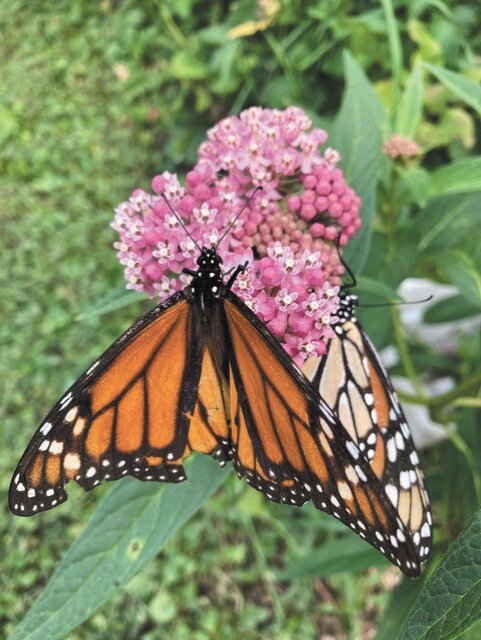 A butterfly rests on a flower in the garden of Bill and Dianne Combs at 1418 W. Market St.