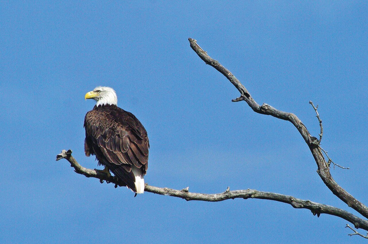 Today I found my thrill. Not on blueberry hill, but on to the walking bridge overlooking Sugar Creek. As soon as I stepped out of the woods, I saw a man standing spellbound, which alerted me to the majestic bald eagle perched high above the bridge on a forked branch. I tiptoed silently closer, and took this shot.