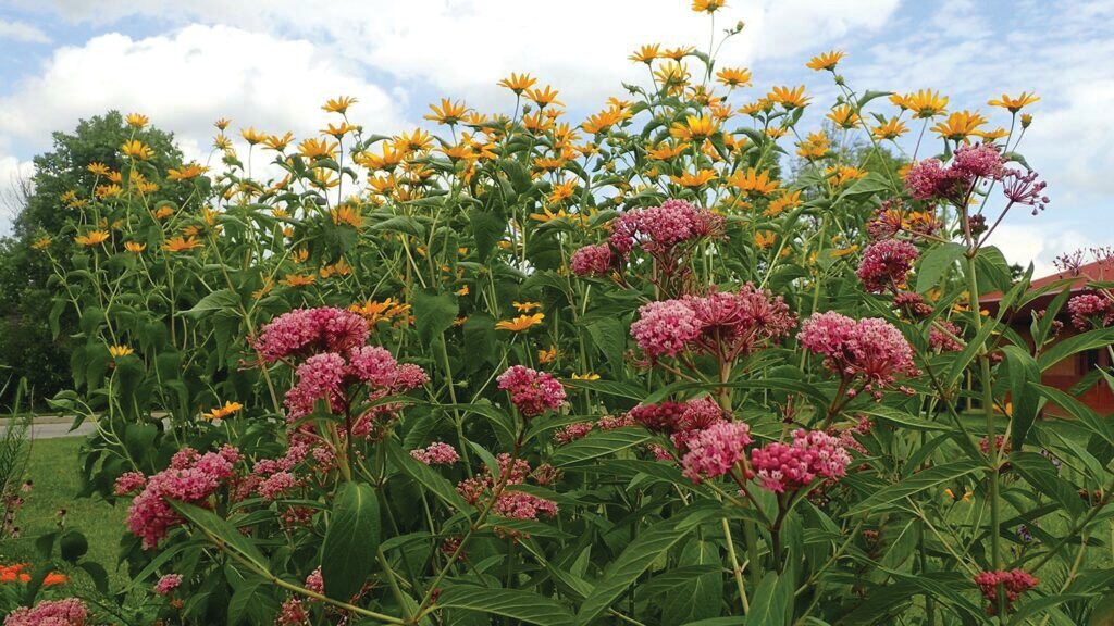 Milkweed