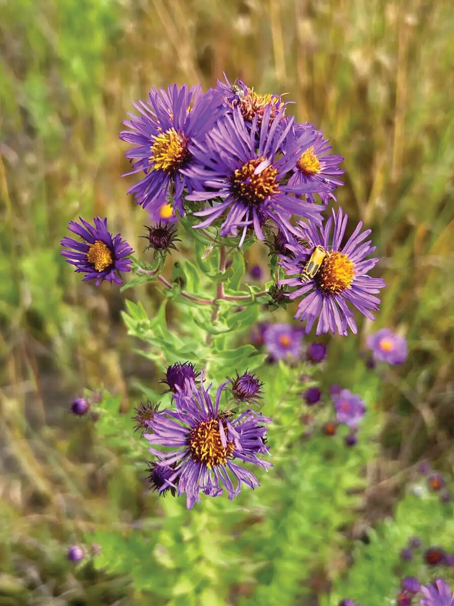New England Aster
