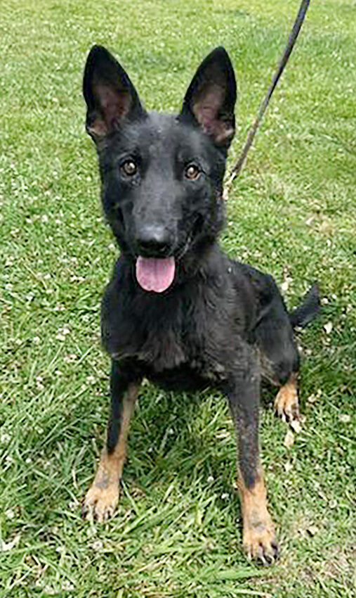 This a Buzz, a 2 1/2 year old German Shepherd who will become the Dagsboro Police Department's drug K-9. Buzz, who will be paired with Dagsboro Cpl. Justin Wechtenhiser, is currently undergoing training at a North Carolina kennel.