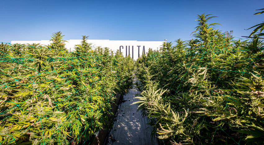 Cannabis grower CULTA operates outdoor and indoor cultivation facilities in Cambridge, Maryland, tucked away behind the city's police, fire and rescue headquarters at 10 Washington St.