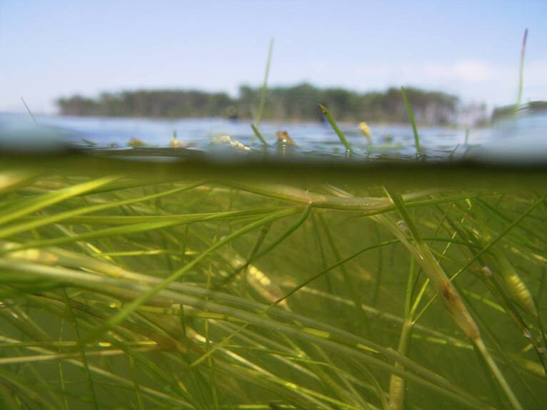 Widgeon grass is now the most common submerged aquatic vegetation in the Chesapeake Bay.