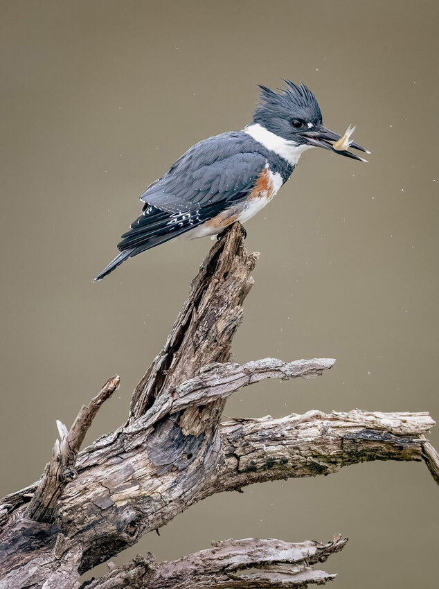 Edward Crawford of Lewes won Best in Show in 2022 Friends of Prime Hook U.S. Wildlife Refuge Nature Photography Contest with this kingfisher photograph.