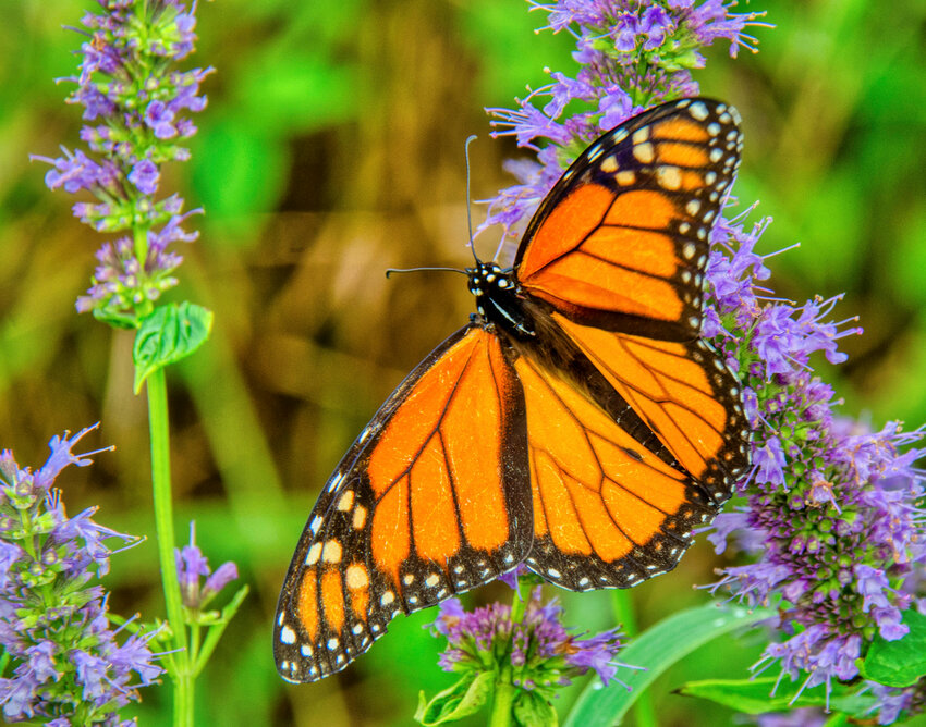 Monarch Butterfly feeding in Piet Oudolf Meadow Garden at Delaware Botanic Gardens.