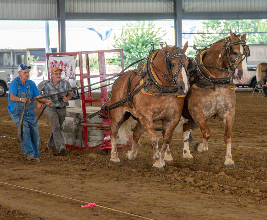 Jay Ferrel's horses Rex and Rex pull 7,000 pounds at the Billy Ray Collison Memorial Horse Pull at the Delaware State Fair on Friday.