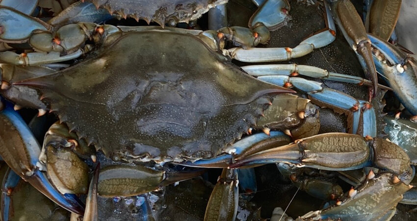 Chesapeake Bay blue crabs.