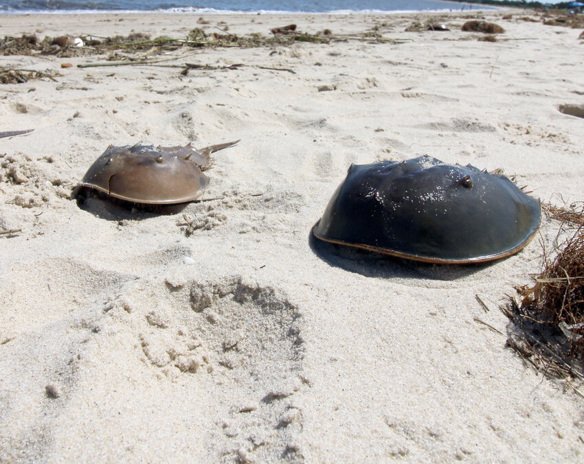 At the start of Labor Day weekend on Friday, Slaughter Beach goers saw a few horseshoe crab shells left in the sand.
