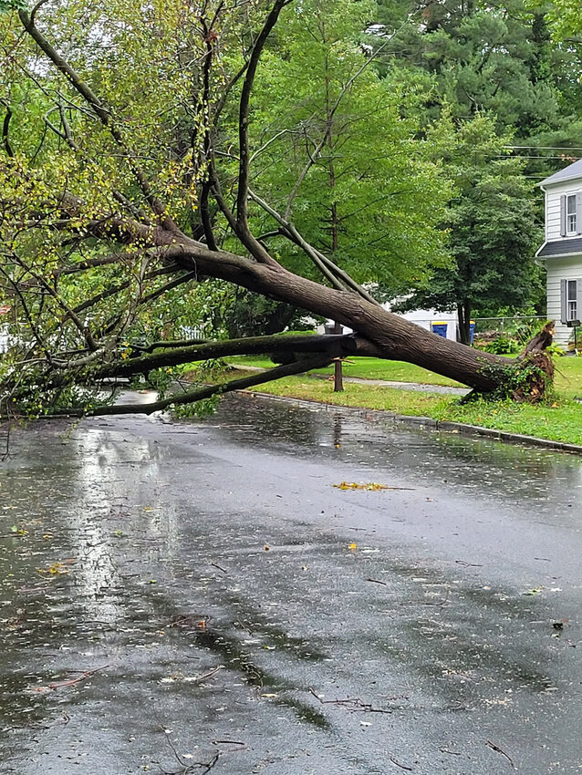 A fallen tree blocks Hazel Road in Dover on Saturday.