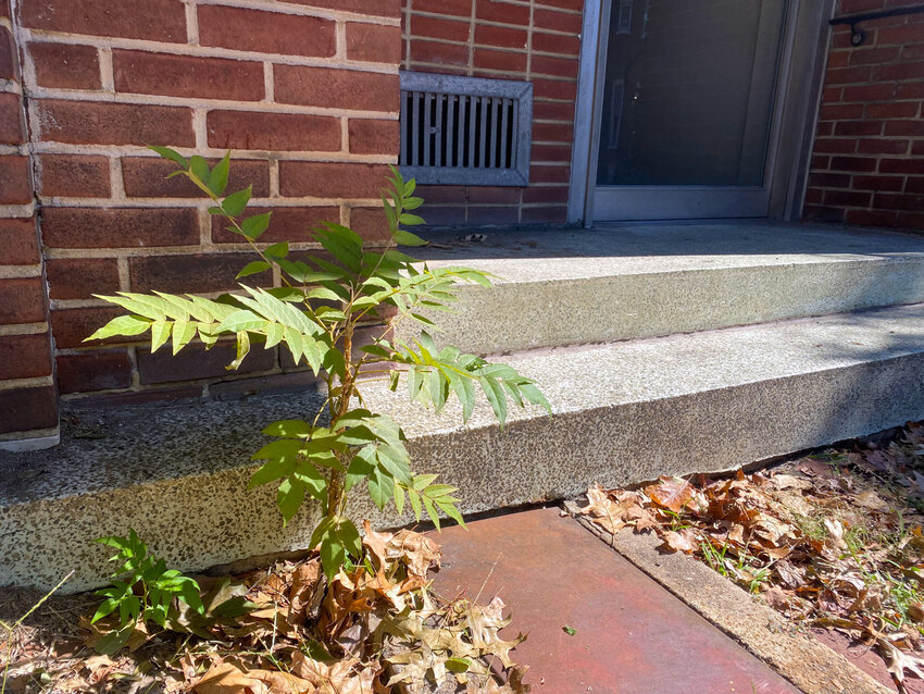 A tree of heaven sprouts from a sidewalk in downtown Annapolis. Trees of heaven can be identified by the feather-like arrangement of leaves and their nutty smell.