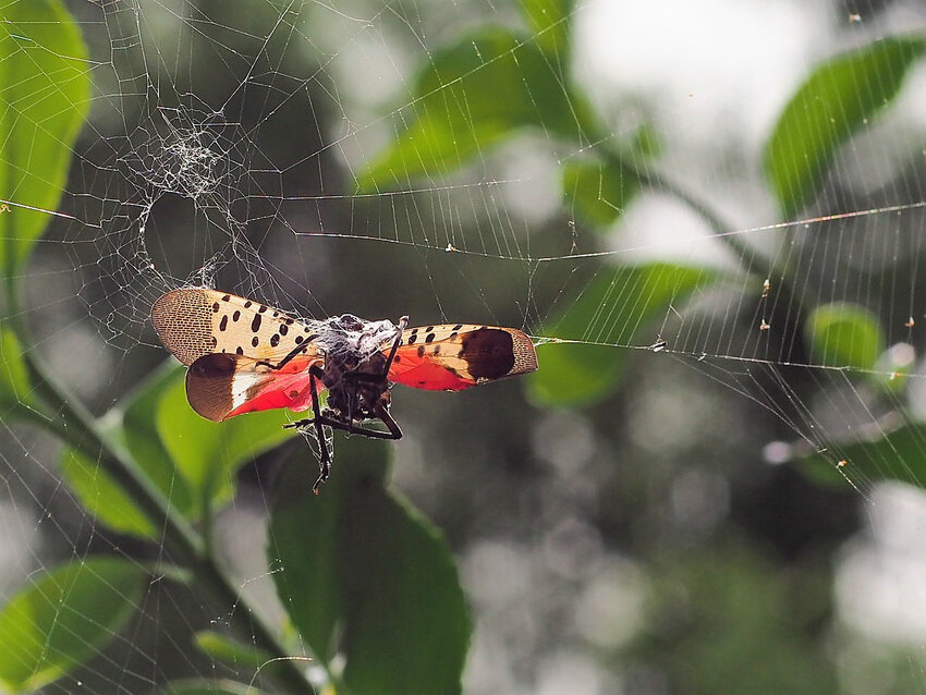 A spotted lantern fly is caught in a spiderweb. The species can be identified by their distinctive grey, red and black wings with black spots.