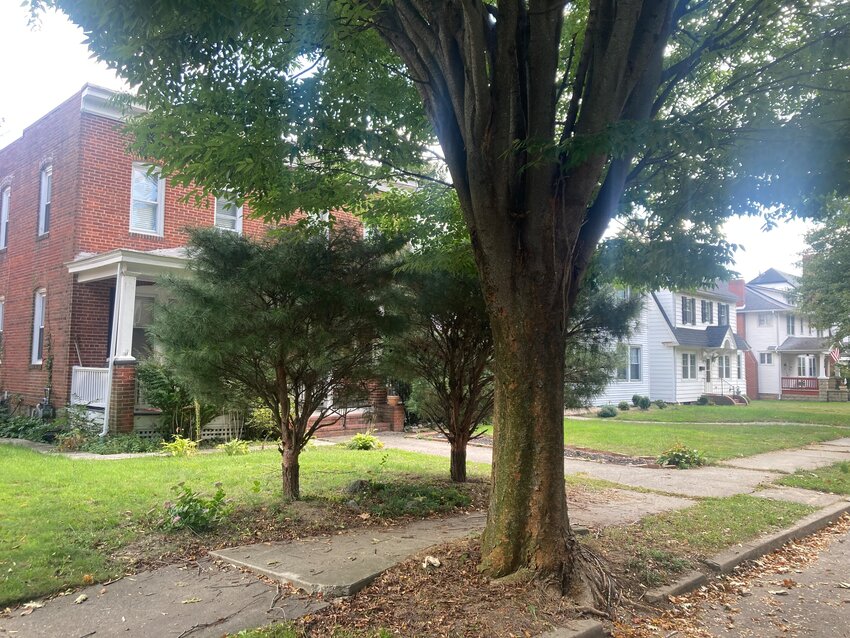 Roots from mature trees on North Bradford Street have warped sidewalks and curbing and are forcing Dover officials to find a solution that will comply with Americans With Disabilities Act requirements. A potential solution to the trouble will be discussed at Tuesday's Council of the Whole&rsquo;s Legislative, Finance and Administration Committee meeting.