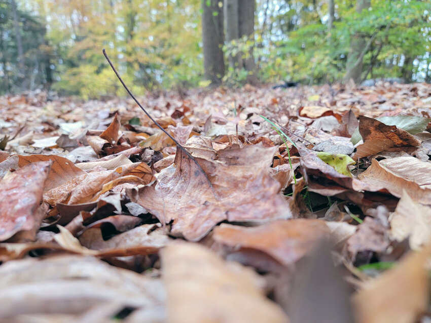 Fallen leaves near Harrington wait to be raked up this weekend.