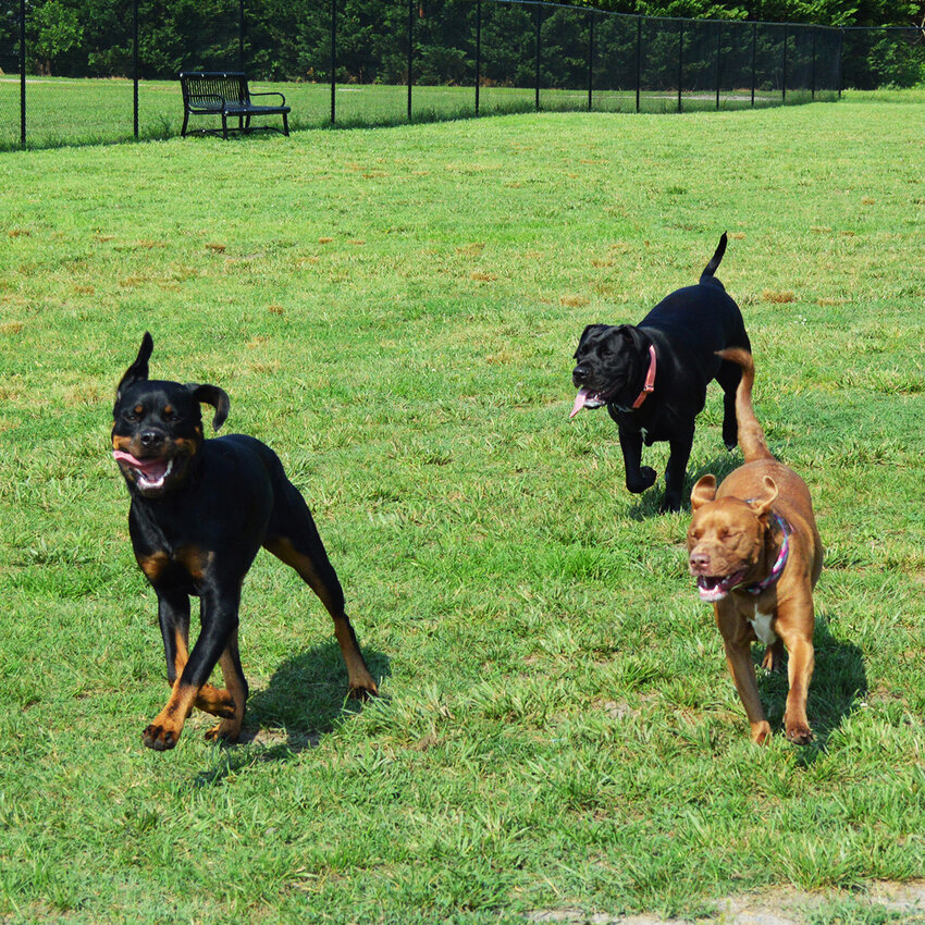 Georgetown's appointed dog park committee has identified Sandhill Fields as the potential site for a dog park.