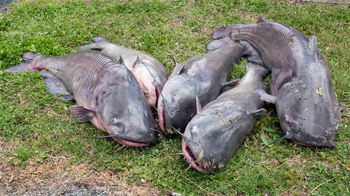 Some of the 2,000 pounds of blue catfish caught at the Sharptown Catfish Tournament in 2022. Such tournaments are becoming a popular way to target the species.