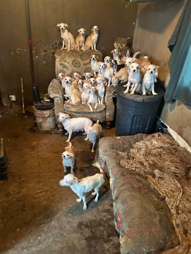 Seventy-six animals were rescued from a home in Felton by the Brandywine Valley Society for the Prevention of Cruelty to Animals last month.