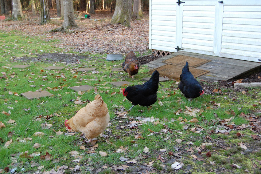 The confinement of backyard chickens and other non-migratory fowl is not yet part of the nuisance ordinance in Somerset County but the County Commissioners have received support for its passage.