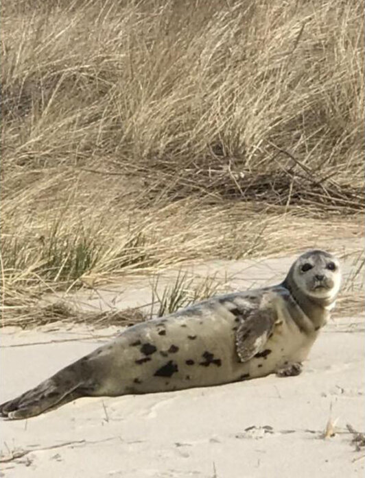 Marine Education Research and Rehabilitation (MERR) Institute has responded in the last few weeks to a total of 13 seals on Delaware beaches.