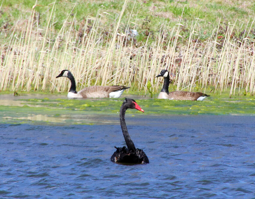 A black swan has been capturing the attention of locals in Harrington for the past week. The bird, native to Australia, is rarely seen out of captivity in the United States.