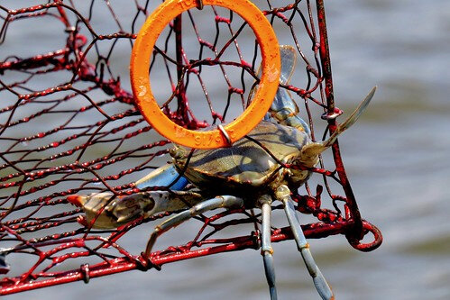 Blue crab caught in a crab pot. Maryland's crabbing season starts April 1.