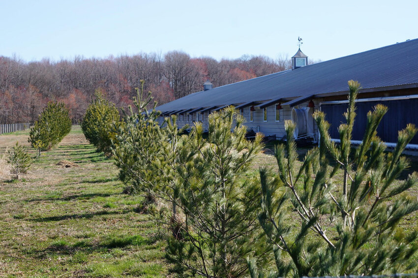 A new cost-share program will help Delmarva chicken farmers add conservation features, like these tree buffers, to their farms.