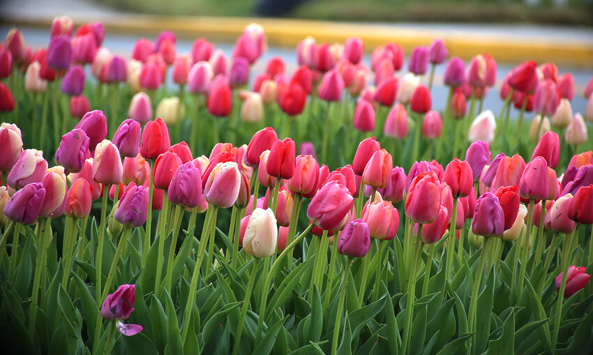 A colorful display of tulips in full bloom on the west end of Loockerman Street in Dover may be in danger due to overnight frost.