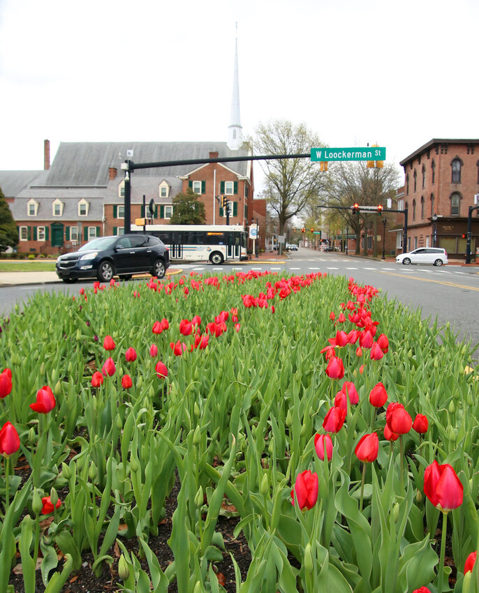 Tulips rise from the flower bed at Veterans Triangle in Downtown Dover.