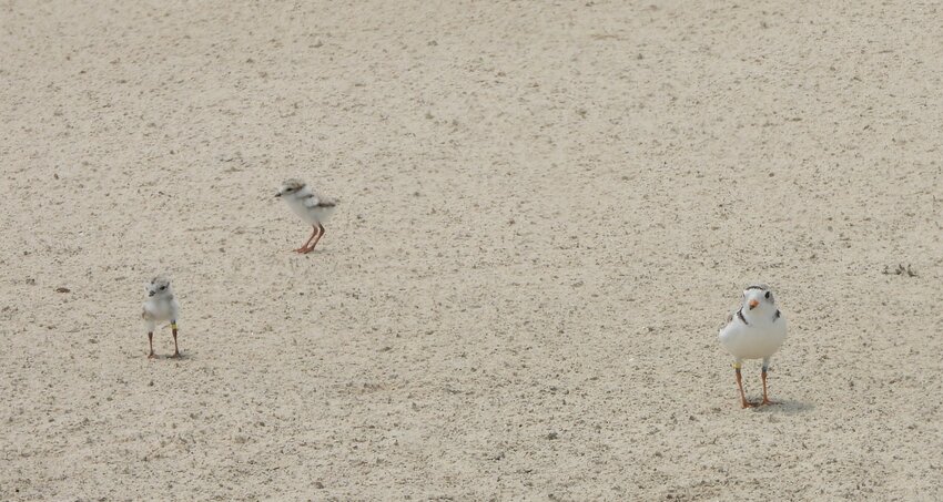 An adult piping plover parent guides two chicks along the species&rsquo; prime habitat of Delaware beachfront in 2023.
