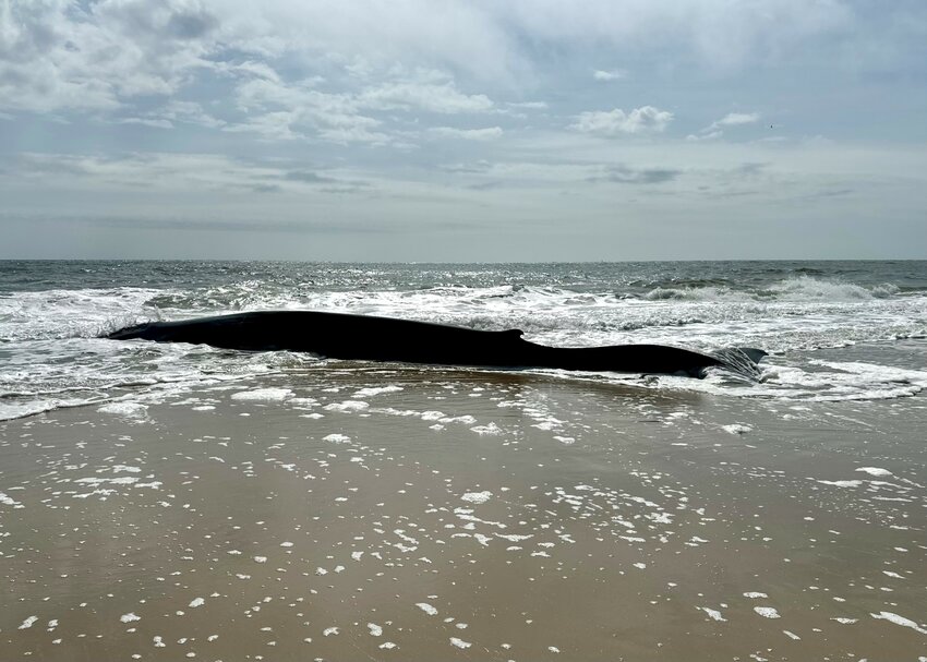 This fin whale beached itself in Rehoboth Beach on Sunday but did not survive. The animal, measuring 50 feet long, has now been buried in an undisclosed location.