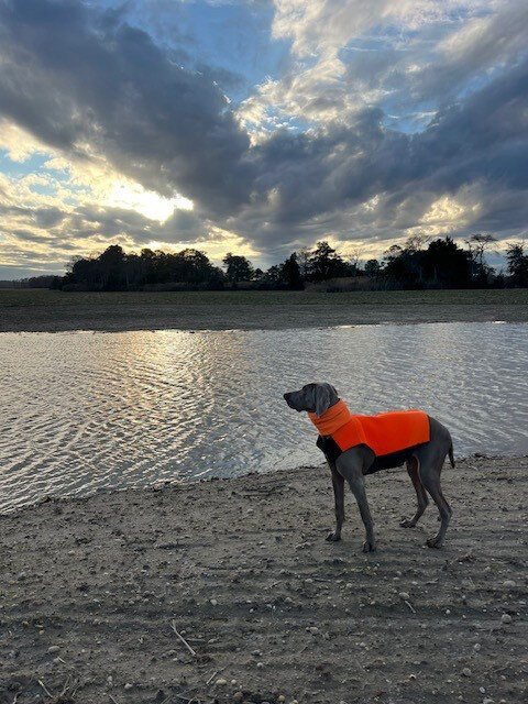 Britt Davis of Milford took this photo on Jan. 19 of her dog Ruger overlooking a pond in Milford near Slaughter Beach. To contribute your scenic photos of our area, email newsroom@iniusa.org. Photos must include your name, where and when your photo was taken and where you live. Share your photos with @dailystatenews on Instagram using #scenicdelaware. To see more Scenic Delaware photos, visit the Scenes from Bay to Bay section at BaytoBayNews.com.
