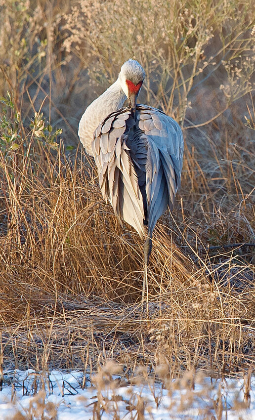 April Doyle of Smyrna took this photo on Jan. 14 of a sandhill crane at Bombay Hook National Wildlife Refuge. To contribute your scenic photos of our area, email newsroom@iniusa.org. Photos must include your name, where and when your photo was taken and where you live. Share your photos with @dailystatenews on Instagram using #scenicdelaware. To see more Scenic Delaware photos, visit the Scenes from Bay to Bay section at BaytoBayNews.com.