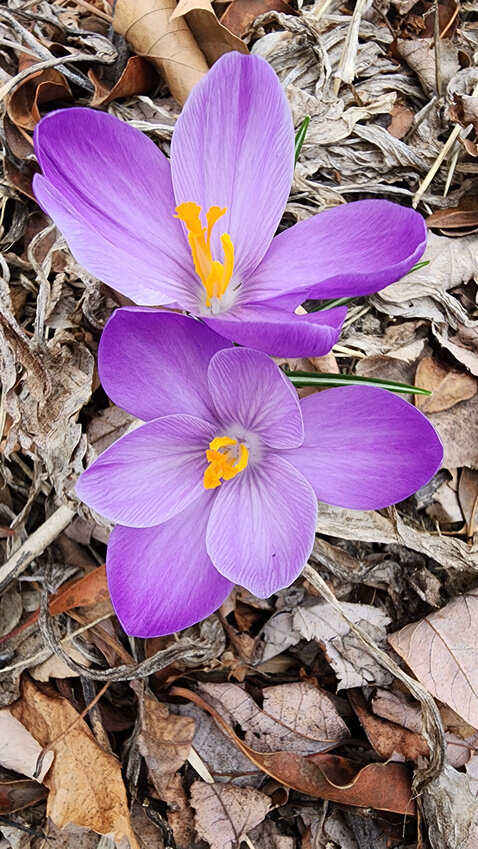 Lee Mullarkey of Dover captioned this picture, &quot;Spring is in the Air..&quot; The crokus flower was in bloom on March 14.