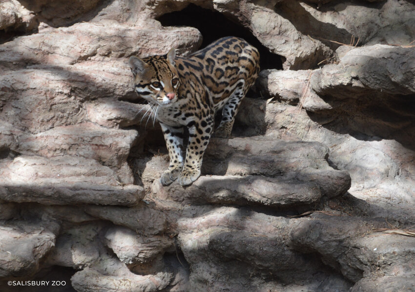The Salisbury Zoo recently announced the arrival of Dale, an eight-year-old male ocelot. PROVIDED