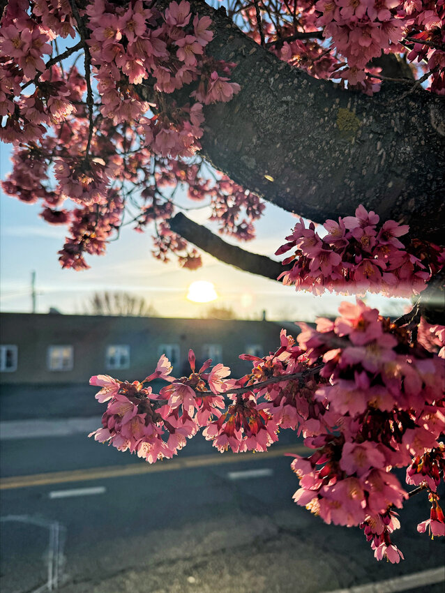 Jitka Ellis enjoyed seeing these blossoms on Governors Avenue; Dover; the morning of March 19.