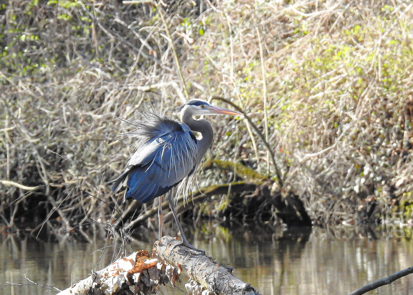 Photographer Gary Knox says the wind was ruffling this blue heron's feathers at Silver Lake Park in Dover on March 24.