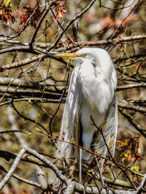 Patricia Sterling, of Wyoming, observed a Great Egret trying to stay out of the wind at Bombay Hook National Wildlife Refuge on April 8.