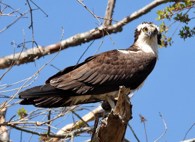 Patricia Sterling, of Wyoming, spotted an Osprey holding a fish at Bombay Hook National Wildlife Refuge on April 8.