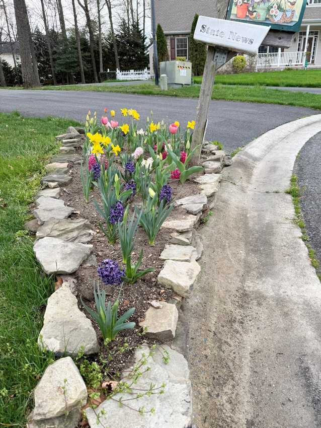 Karen Williams, of Felton, took this photo of the flowers in her front yard on April 4.