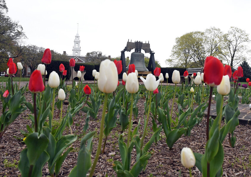 Tulips brighten up a garden on Legislative Mall in Dover.