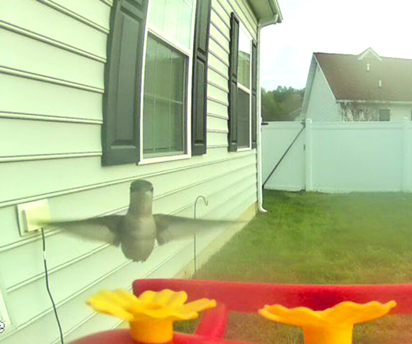 Stephanie Burton, of Felton, welcomed a hummingbird to her yard on April 22.