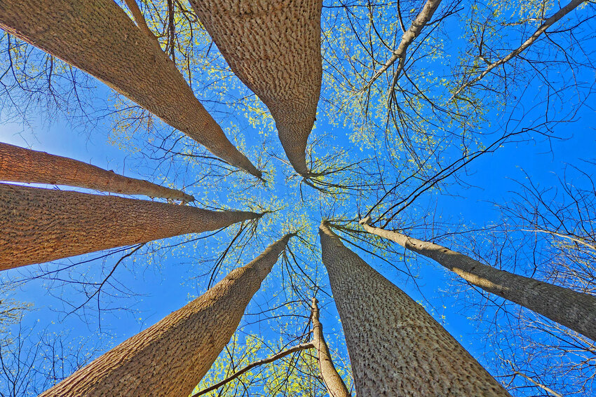 Brad Richardson of Dover enjoyed this unique perspective of the trees at Blackbird State Forest.
