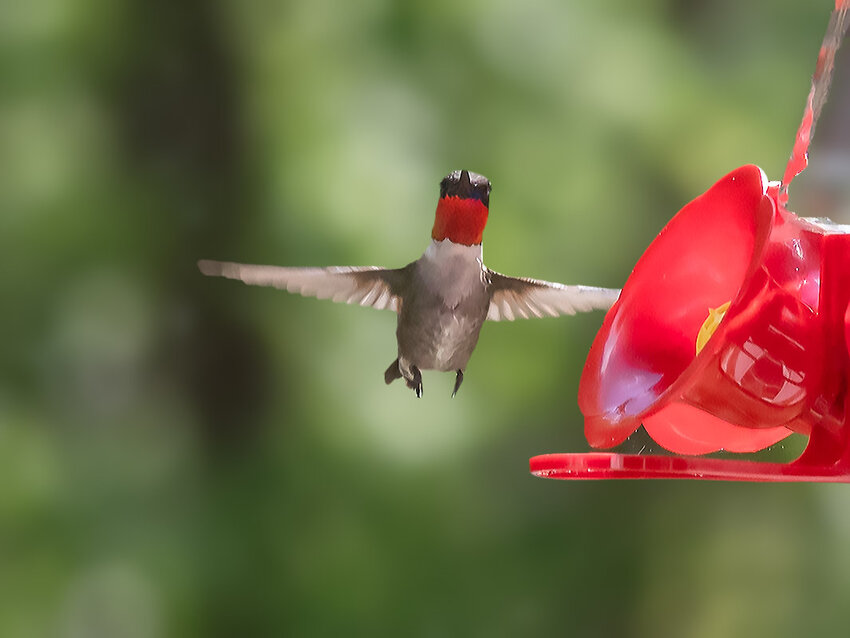 Jerry Hull, of Dover, captured this ruby-throated hummingbird making his first visit to a backyard feeder on April 26.