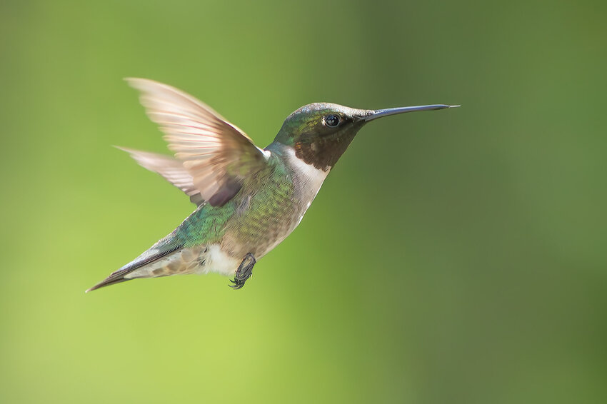&quot;Timing is everything when trying to photograph this ruby-throated hummingbird visiting our feeder in west Dover,&quot; says Jerry Hull.