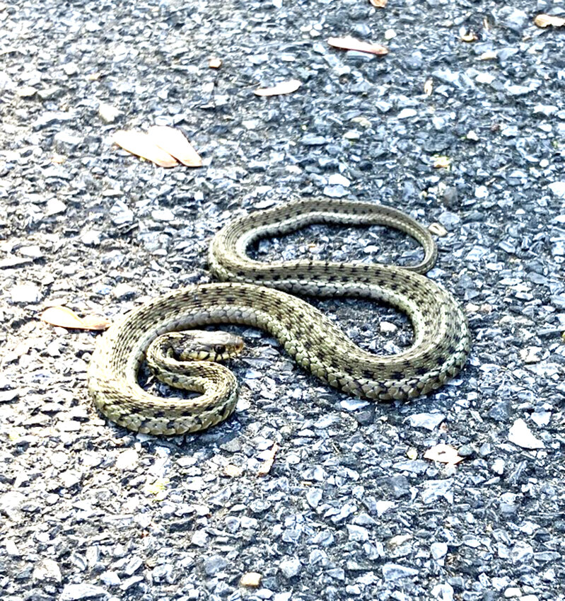 Richard Bryan of Lewes snapped this photo of a garter snake enjoying the sunshine.