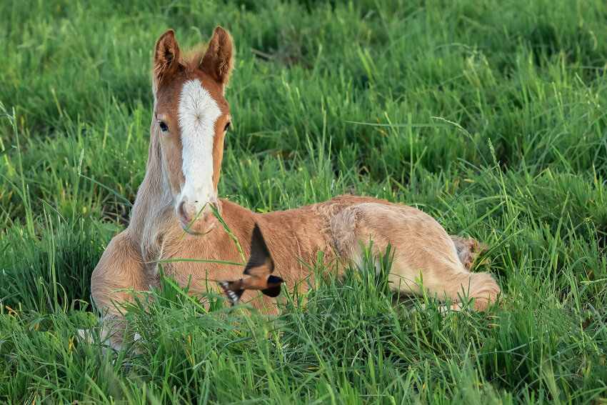 A bird photobombs this spring foal in a photo Jerry Hull took on May 6 in west Dover.