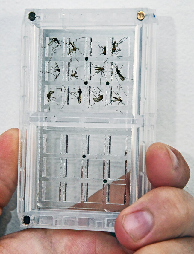 Environmental scientist David Moore holds a clear plastic container with mosquitoes caught in one of DNREC's traps. Mosquito Control Section staffers scan such containers and an artificial-intelligence program identifies the various species represented. DAILY STATE NEWS/BRIAN TROMPETER