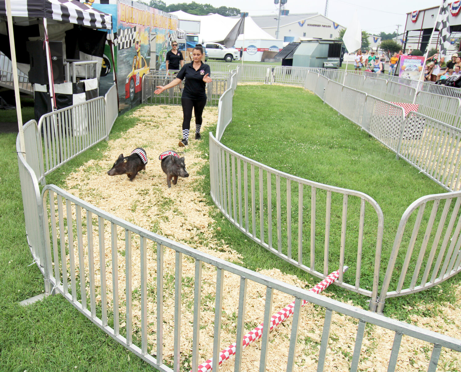 The Hollywood Racing Pigs kicked off their first race of the Delaware State Fair on Thursday afternoon. The speedy swine will race everyday during the 2023 state fair.