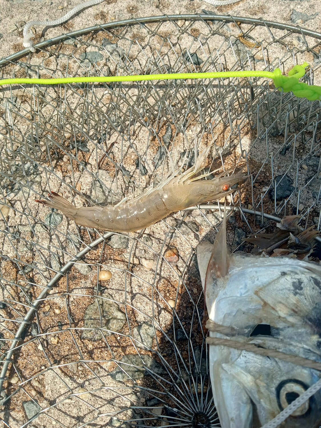 This Atlantic white shrimp was caught in a crab trap in Love Creek by Matt Ryan and his kids.
